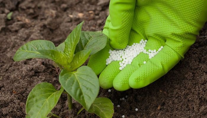 Todo lo que debes saber sobre fertilizantes para césped natural