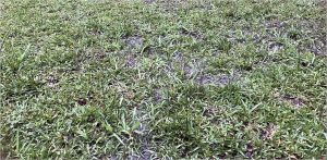 Por qué los jugadores de fútbol prefieren el césped natural al césped artificial