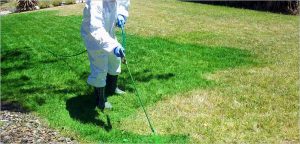 Cómo pintar el césped natural para mantenerlo verde durante el invierno
