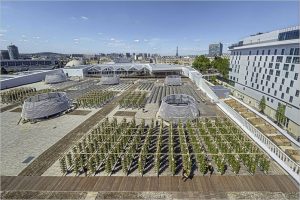 Qué son los Techos Verdes o Green Roofs