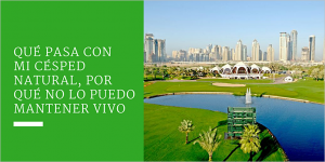 Qué pasa con mi césped natural, por qué no lo puedo mantener vivo