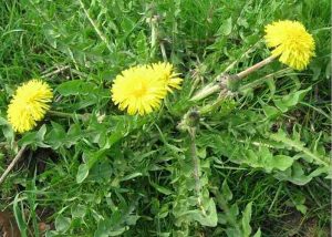 Formas de controlar las malas hierbas de nuestro césped y jardín