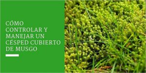 Cómo controlar y manejar un césped cubierto de musgo