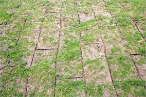 Cómo eliminar los espacios que quedan entre los tepes de césped