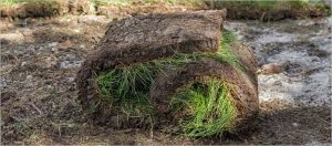 Cómo saber si los tepes de césped son de buena calidad al comprarlos