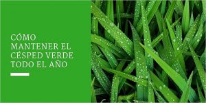 Cómo mantener el césped verde todo el año