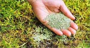 Cómo preparar el césped para la primavera