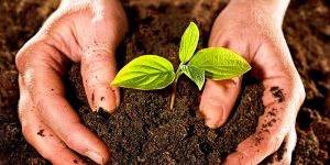 Cómo hacer abono orgánico o compost en casa