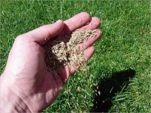 Cómo plantar césped natural en verano y en invierno