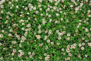 Alternativas al césped natural para jardines