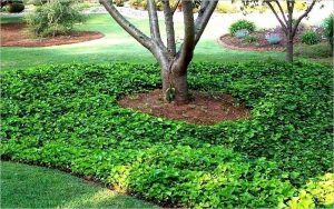 Alternativas al césped natural para jardines