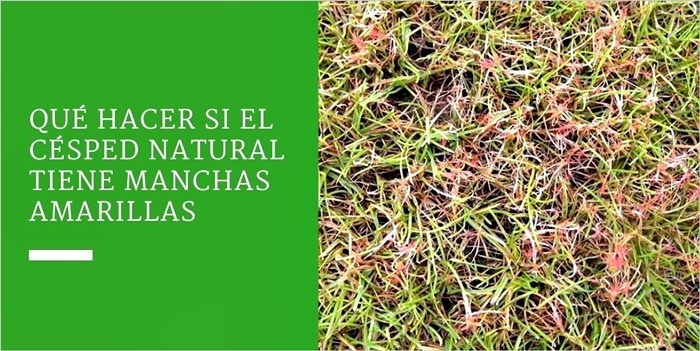 Qué hacer si el césped natural tiene manchas amarillas